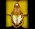 Orchid