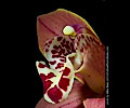 Orchid