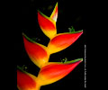 Bird of Paradise