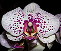 Orchid