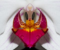 Orchid