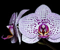 Orchid
