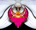 Orchid