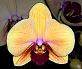 Orchid