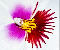 Orchid