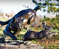 Sculptures