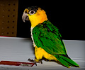 Ciaque