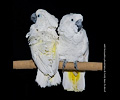 Cockatoos