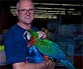 Harlequin Macaw