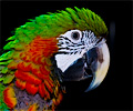 Harlequin Macaw