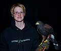 Harris Hawk