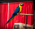 John Vincent's Top Hogs Show