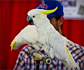 John Vincent's Top Hogs Show