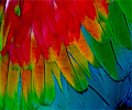 Ruby Macaw
