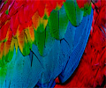 Ruby Macaw