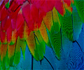 Ruby Macaw