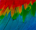 Ruby Macaw