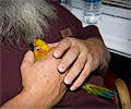 Sun Conure