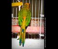 Sun Conure
