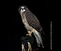 Swainson's Hawk