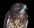 Swainson's Hawk