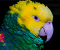 RMSA Bird Expo
