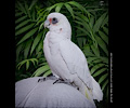 Bare-eyed Cockatoo