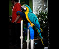 Blue and Gold Macaw