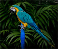 Blue and Gold Macaw
