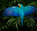 Blue and Gold Macaw