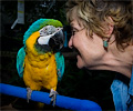 Blue and Gold Macaw