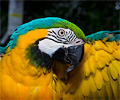 Blue and Gold Macaw