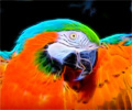 Blue and Gold Macaw