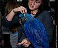 Blue Hyacinth Macaw