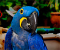 Blue Hyacinth Macaw