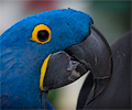 Blue Hyacinth Macaw