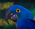 Blue Hyacinth Macaw
