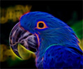 Blue Hyacinth Macaw