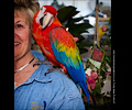 Camelot Macaw