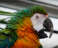 Catalina Macaw