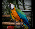 Catalina Macaw