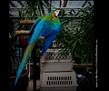 Catalina Macaw