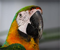 Catalina Macaw