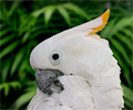 Citron-crested Cockatoo
