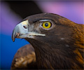 Golden Eagle