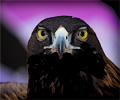Golden Eagle