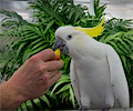 Greater Sulphur-crested Cockatoo