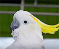 Greater Sulphur-crested Cockatoo
