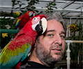 Green-winged Macaw