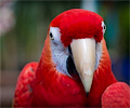 Green-winged Macaw